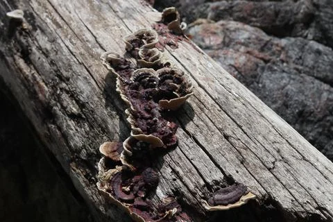 Mushrooms on fallen trees. fallen tree 스톡 사진