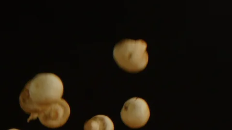 Mushrooms falling in slow motion isolated Stock Footage 126259100
