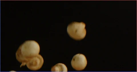 Mushrooms falling in slow motion isolated Video stock 126301083