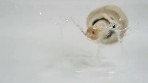 Mushrooms falling into water to be washed for cooking Stock Footage