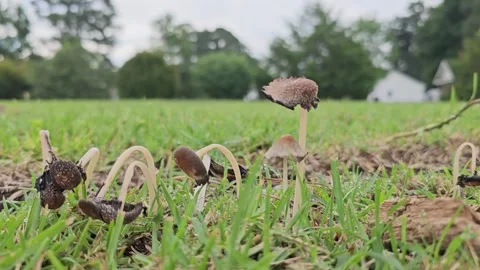 Mushrooms in a Field Stock Footage 245738715