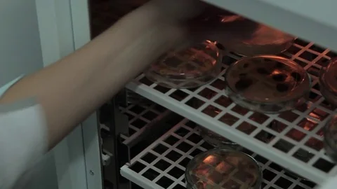 Mushrooms in a flask, mold, the average plan Stock Footage 74927039