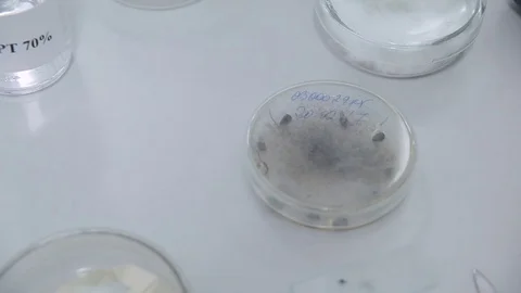 Mushrooms in a flask, mold, the average plan Stock Footage 74927059