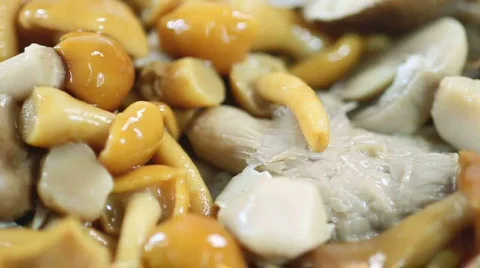 Mushrooms Stock Footage 572056