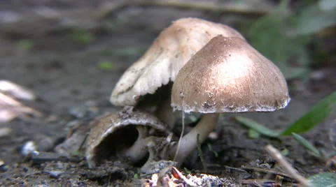 Mushrooms Stock-Footage 5397846