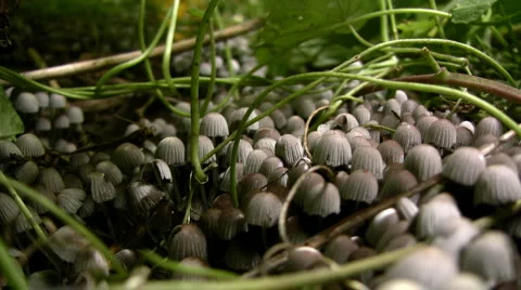 Mushrooms 库存影片 5502525