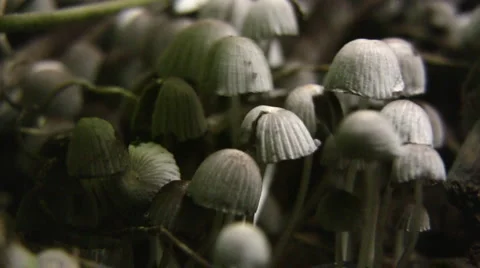Mushrooms 스톡 동영상 5502736