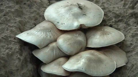 Mushrooms Stock Footage 7759899