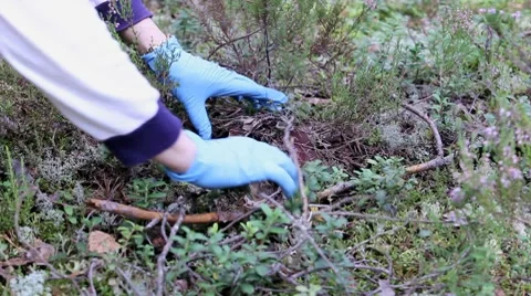 Mushrooms Stock Footage 8568514