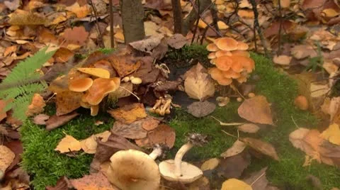 Mushrooms Video stock 8911835