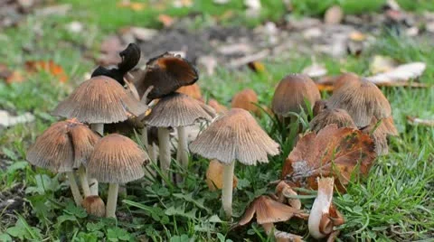 Mushrooms Stock Footage 9125643