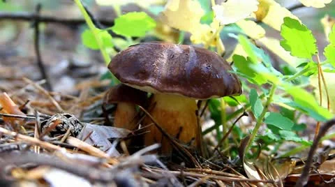 Mushrooms Video stock 12389490