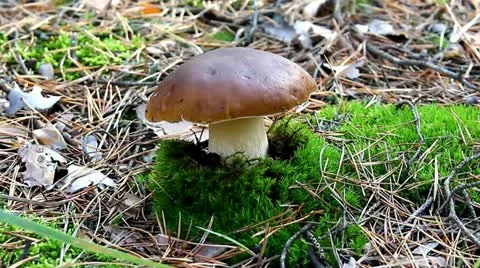 Mushrooms Stock Footage 12389494