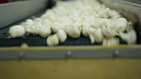 Mushrooms Stock Footage 21259986