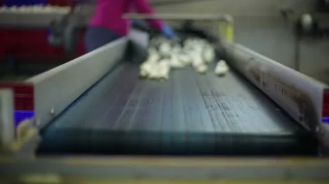 Mushrooms Stock Footage 21260017