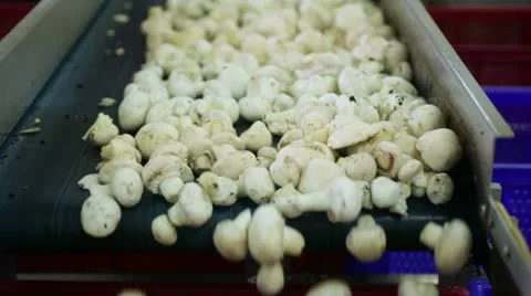 Mushrooms Stock Footage 21260133