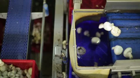 Mushrooms Stock-Footage 21260218