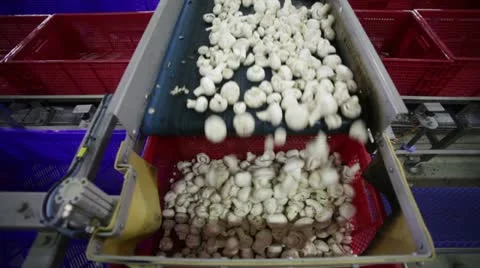 Mushrooms Stock-Footage 21260280