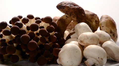 Mushrooms 스톡 동영상 32347153
