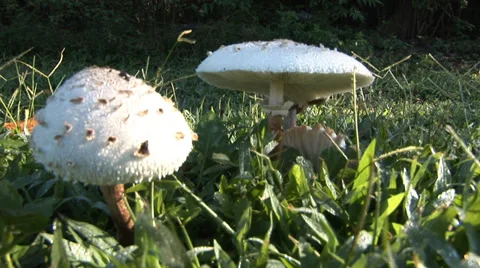 Mushrooms Stock Footage 33129107