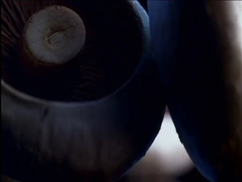 Mushrooms Stock Footage 84110104