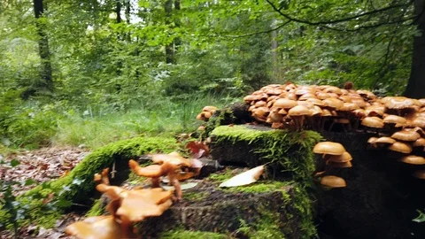 Mushrooms Stock Footage 125512926
