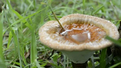 Mushrooms Video stock 139780374