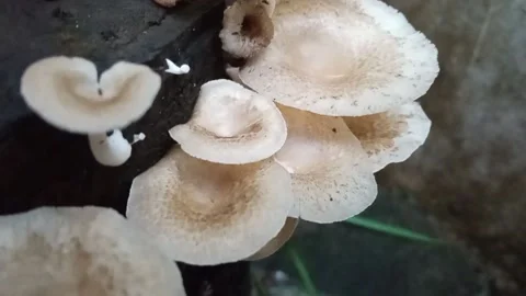 Mushrooms Stock Footage 151527127