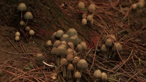 Mushrooms Stock Footage 166515554