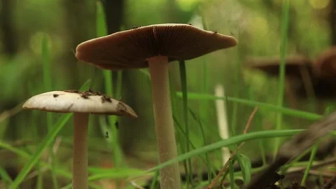 Mushrooms Stock Footage 166522102