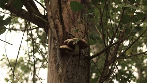 Mushrooms Stock Footage 166552100