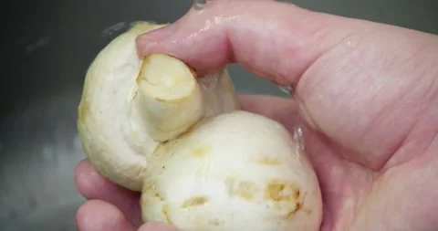 Mushrooms Stock Footage 237370470