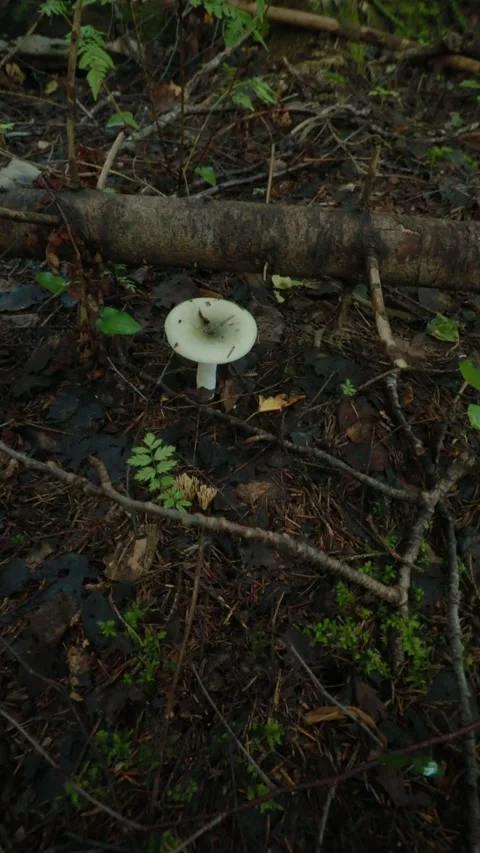 Mushrooms Stock Footage 281408658