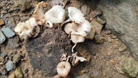 Mushrooms Stock Footage 296807152
