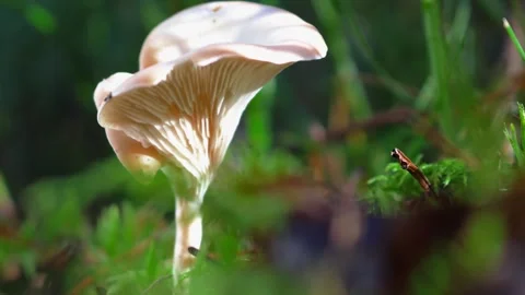 Mushrooms Stock Footage 318096551
