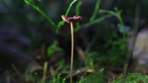 Mushrooms Stock Footage 318096571