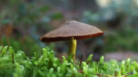 Mushrooms Stock Footage 318096590