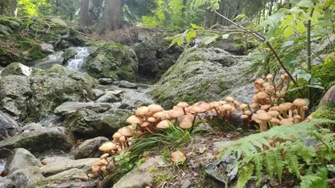 Mushrooms in forest against the backdrop of a mountain stream. rocky river Stock Footage 228827573