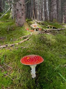 Mushrooms in the forest are toadstools. Foto stock