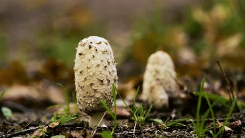 Mushrooms in the forest, autumn, rack focus Stock Footage 70132113