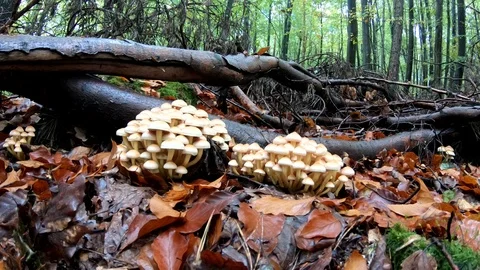 Mushrooms in the forest with camera slider, decidous forest, autumn Stock Footage 118646847