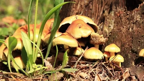 Mushrooms in the forest, close-up Stock Footage 273885551