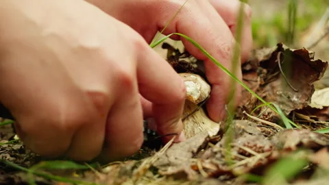 Mushrooms in the forest close up macro. Human cutting a fungus with knife Stock Footage 252698873