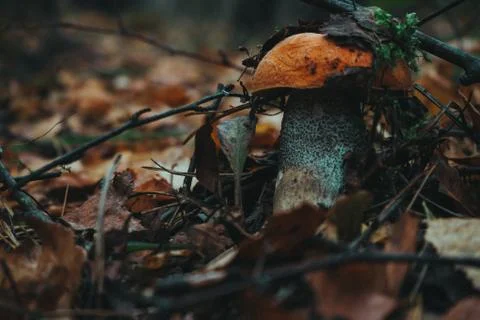 Mushrooms in the forest close up Stock Photos