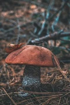 Mushrooms in the forest close up Stock-Fotos