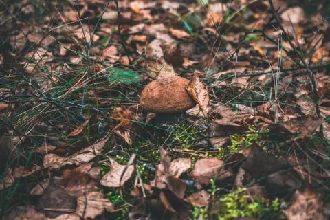 Mushrooms in the forest close up Foto stock