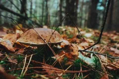 Mushrooms in the forest close up Stock Photos