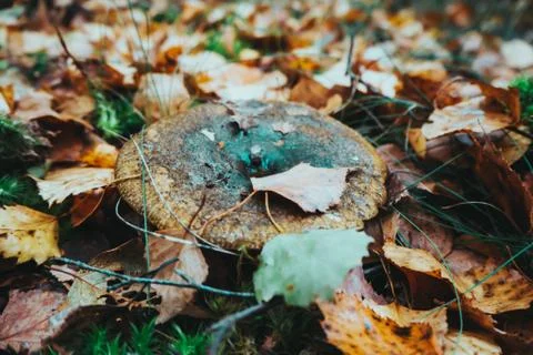 Mushrooms in the forest close up Stock Photos