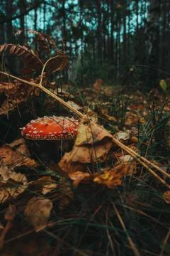 Mushrooms in the forest close up Stock Photos