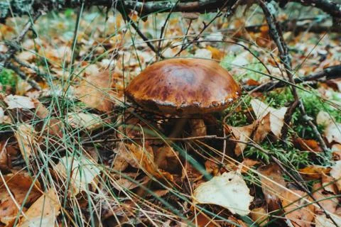 Mushrooms in the forest close up Stock Photos